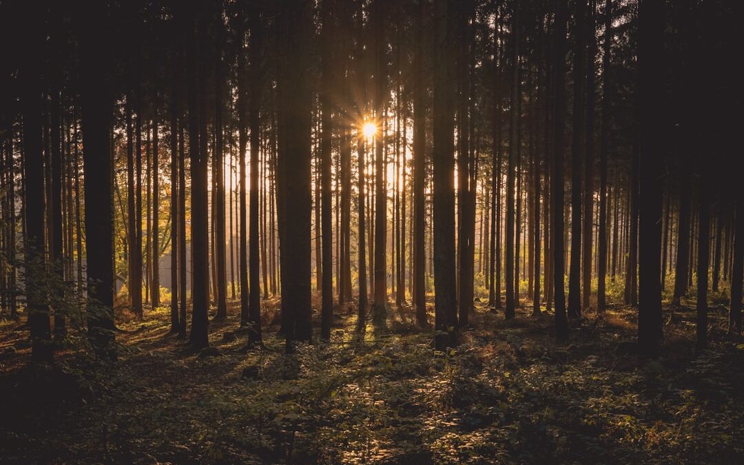 Photo Sunlight