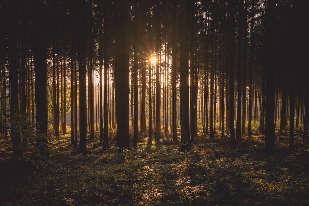 Photo Sunlight