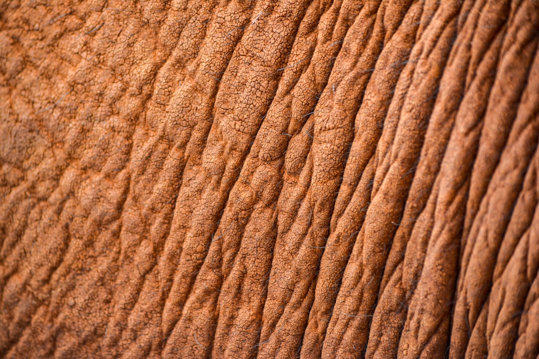 Photo Dry skin