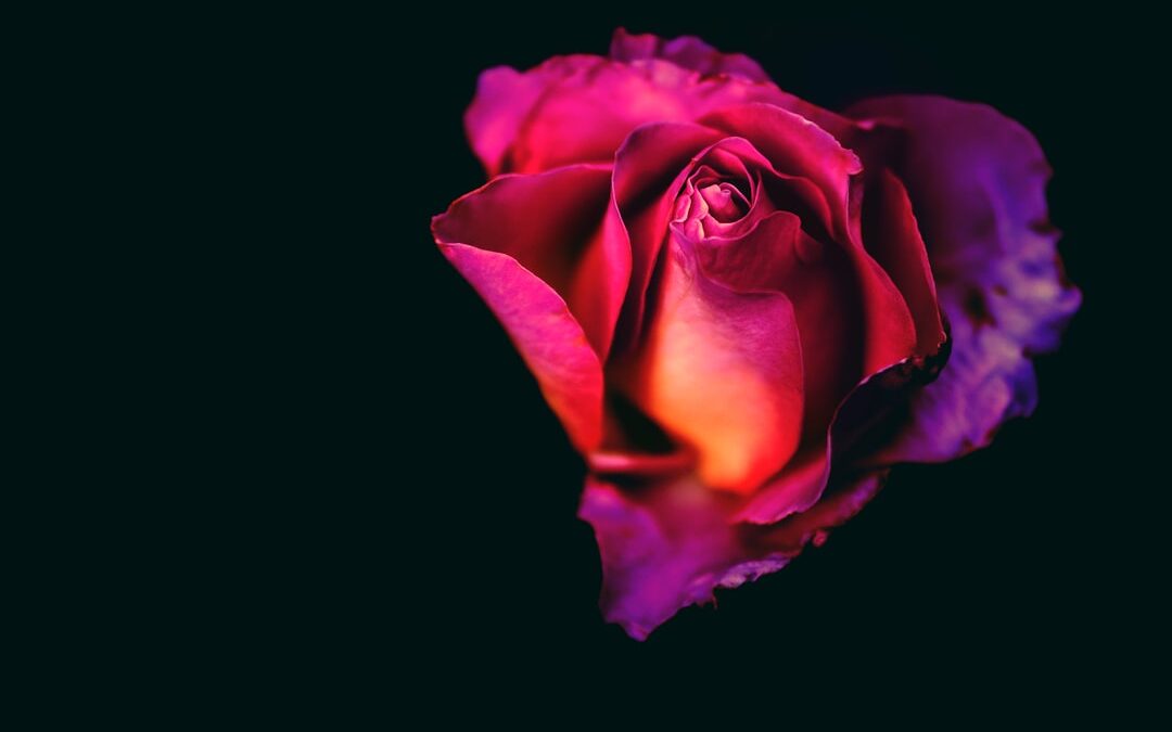 Photo Heavenly Rose