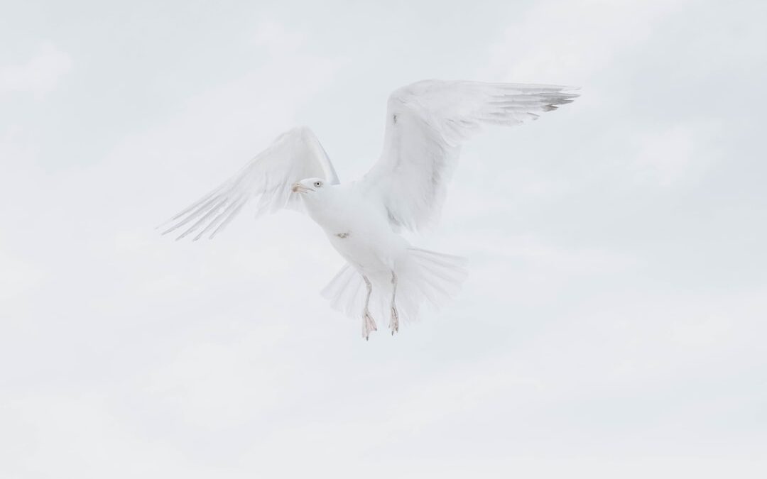 Photo Dove flying