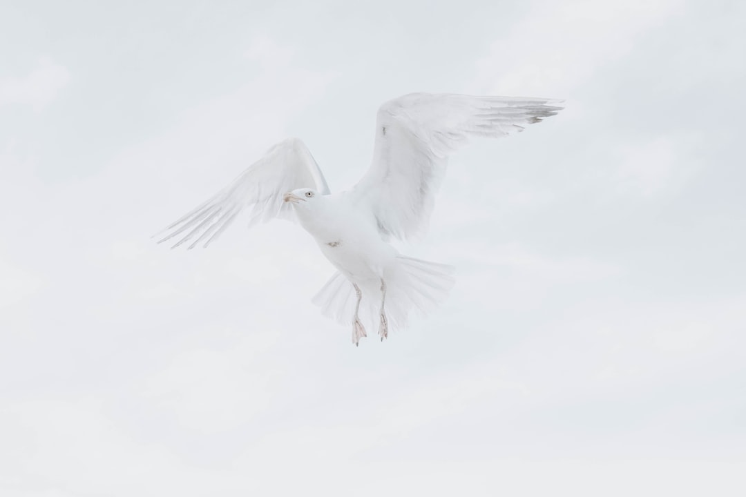 Photo Dove flying