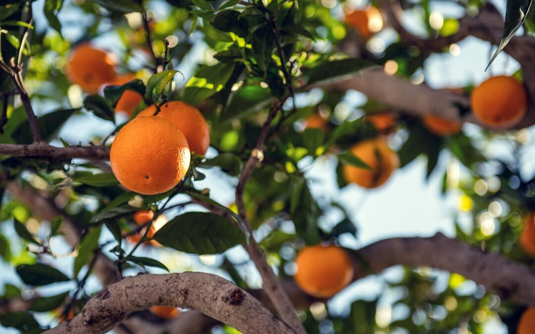 Photo Vitamin C