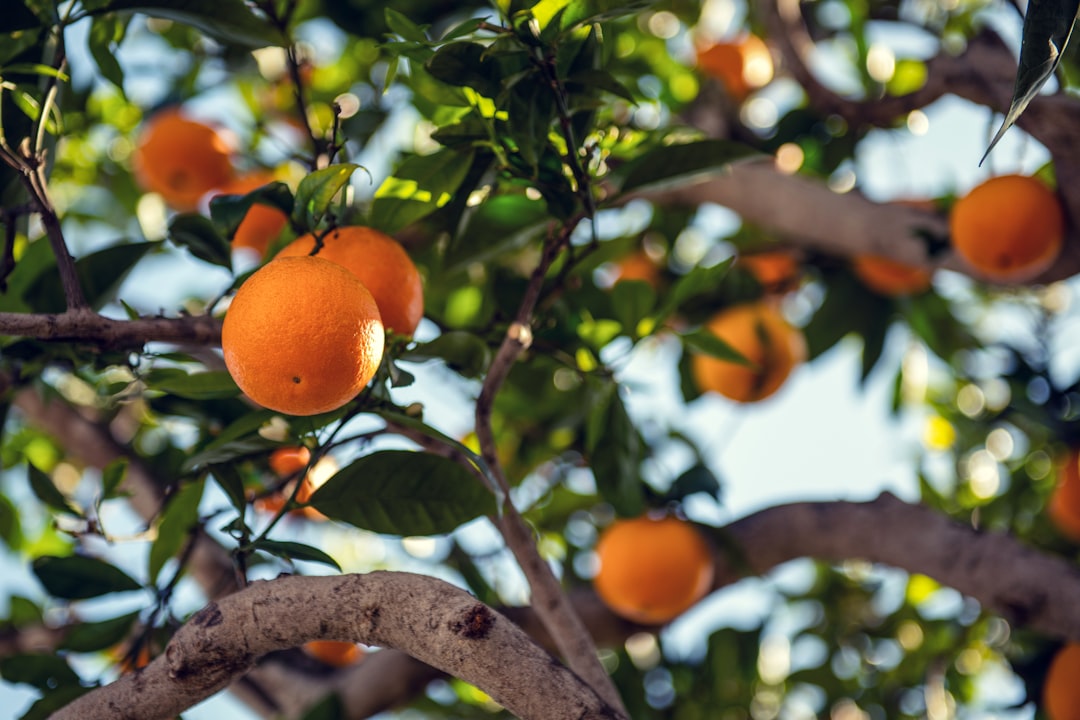 Photo Vitamin C