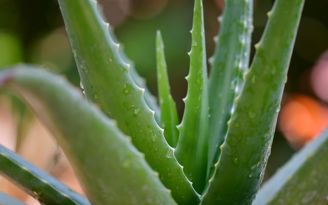 Photo Aloe vera