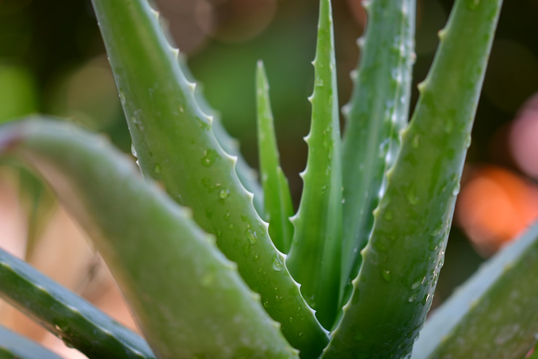 Photo Aloe vera