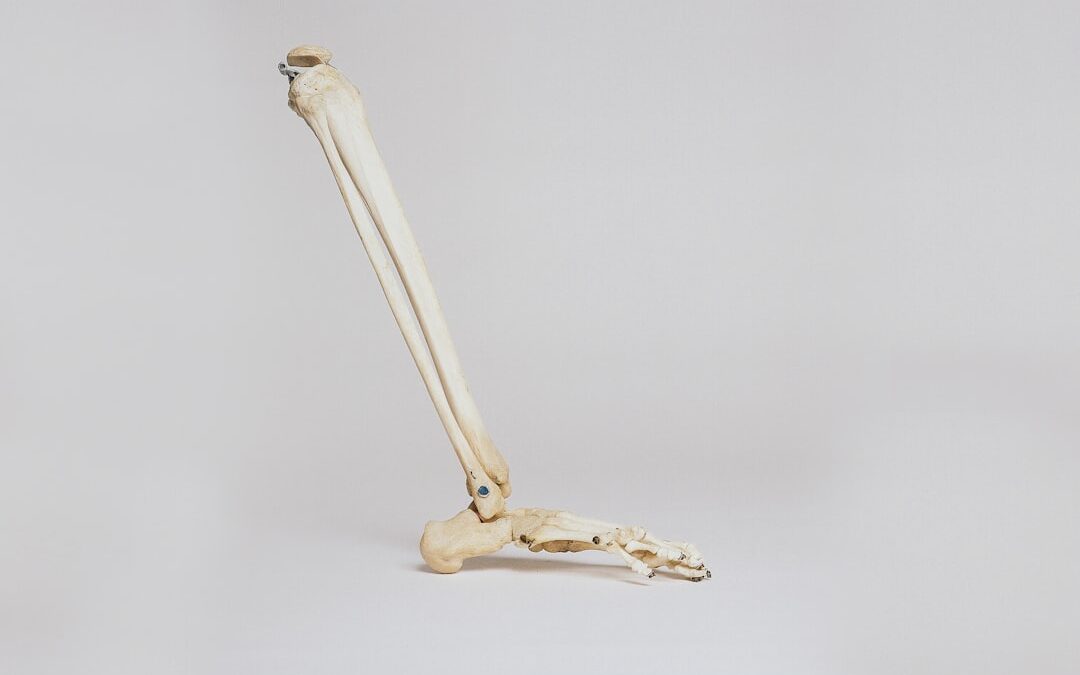 Photo Penis anatomy