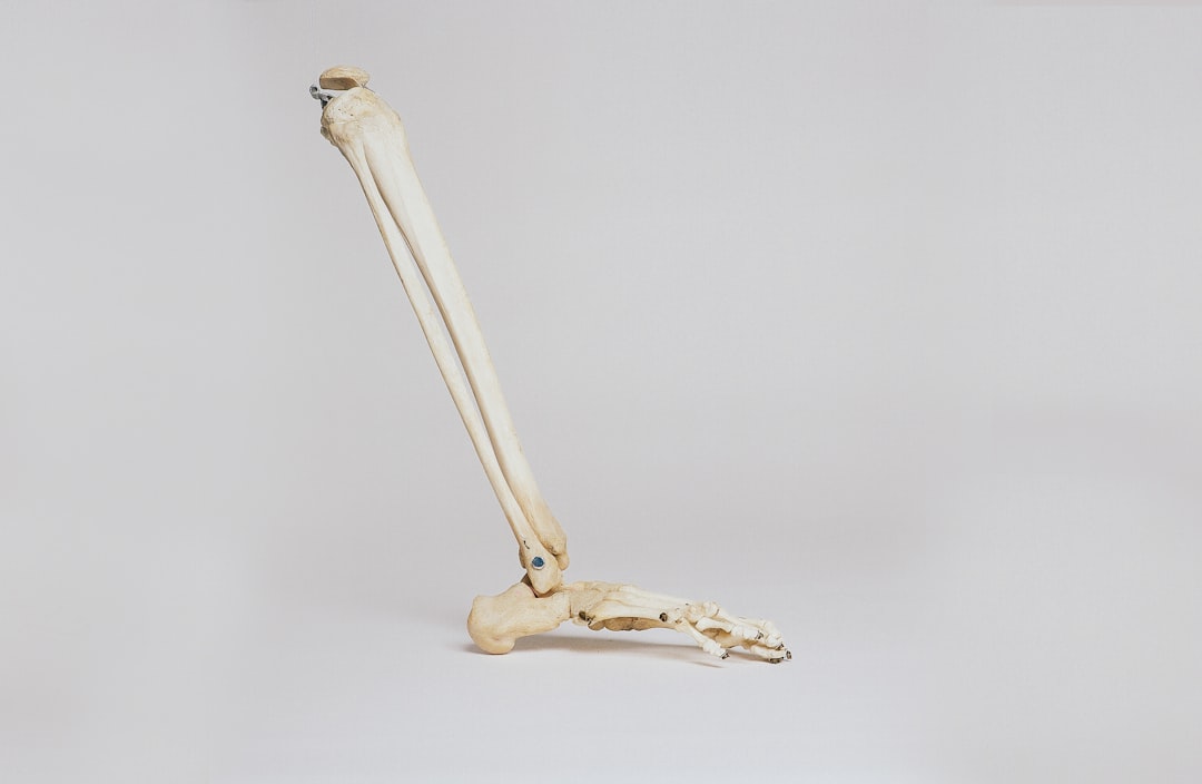 Photo Penis anatomy