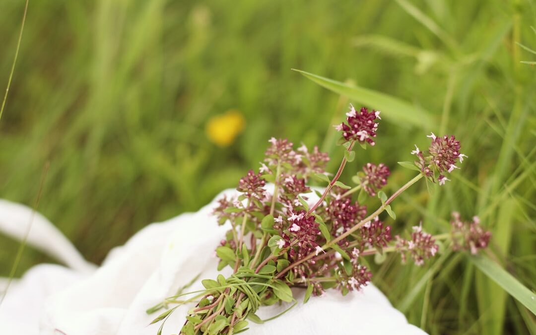 Photo Herbal remedies