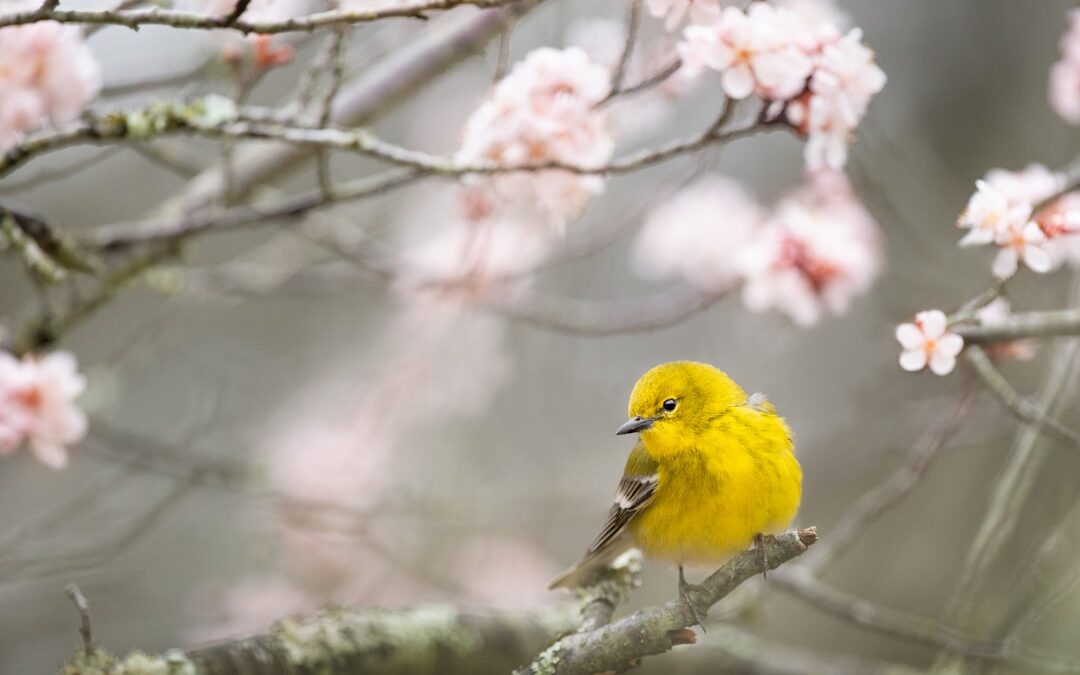 Photo Bird flu