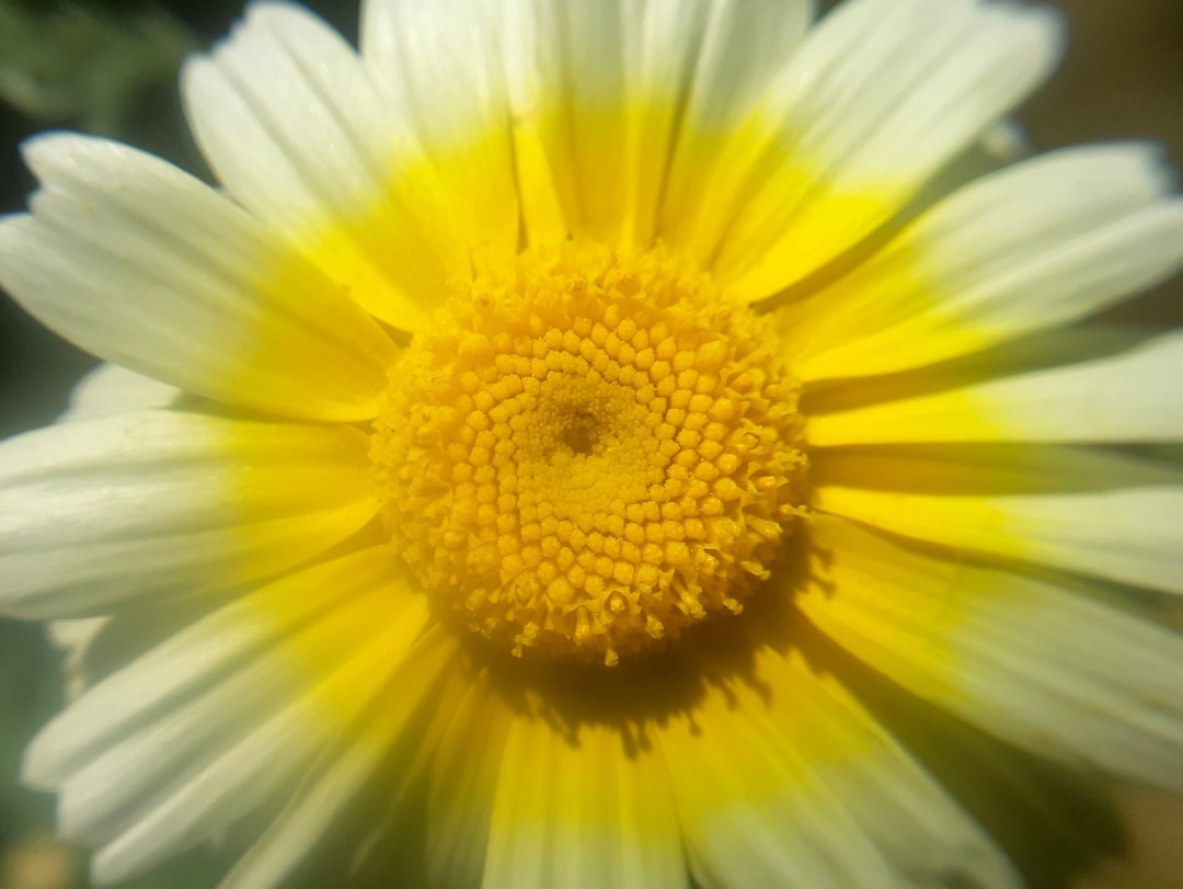 Photo Herbal remedies