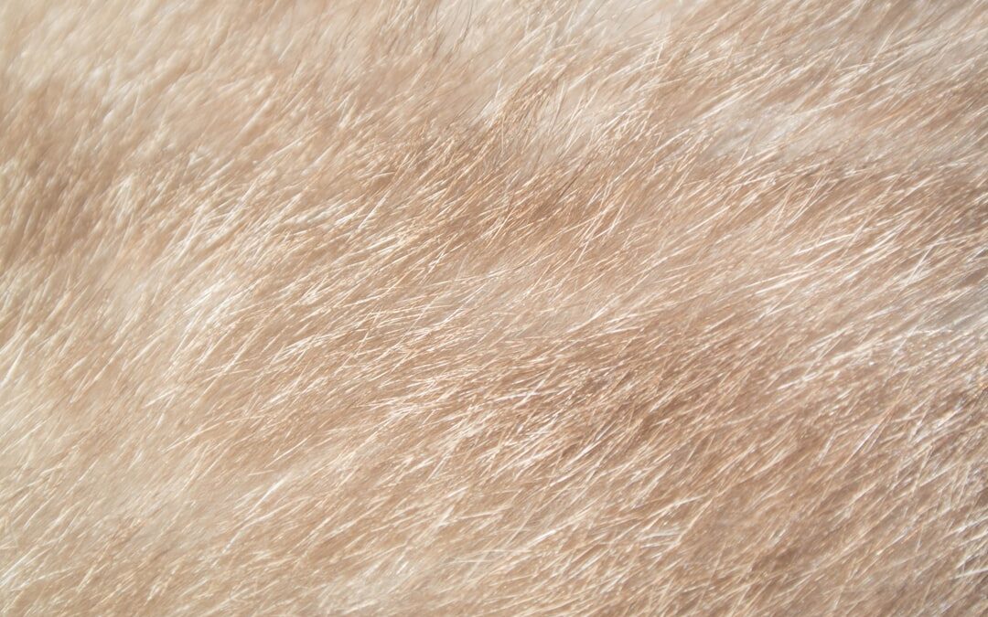 Photo Skin texture