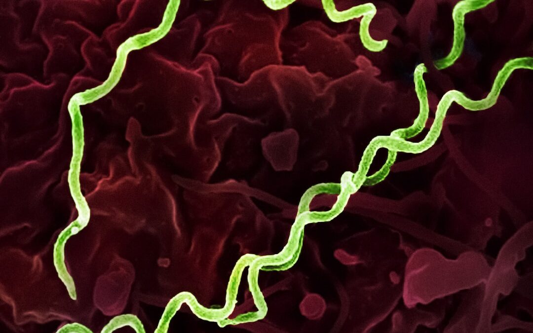 Photo Botulism bacteria