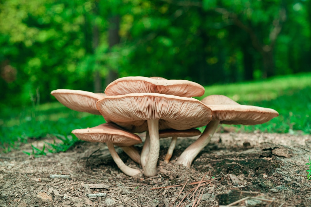 Photo Mushroom supplements