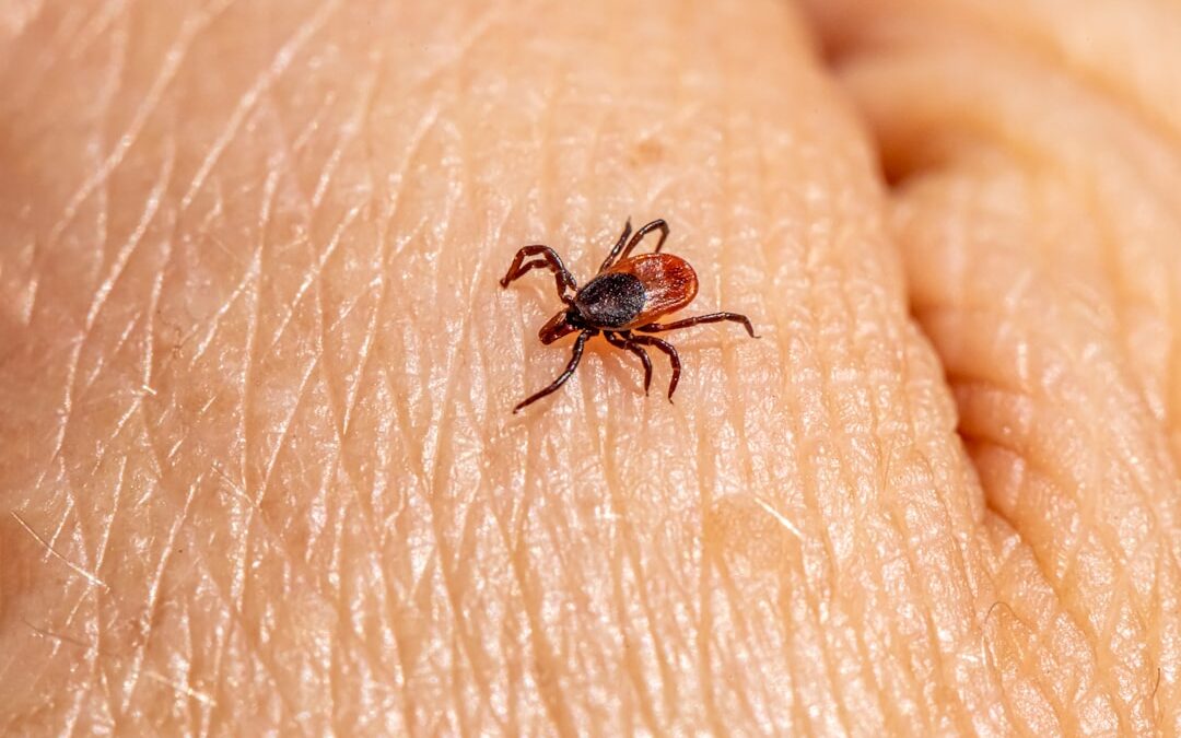 Photo Tick repellent