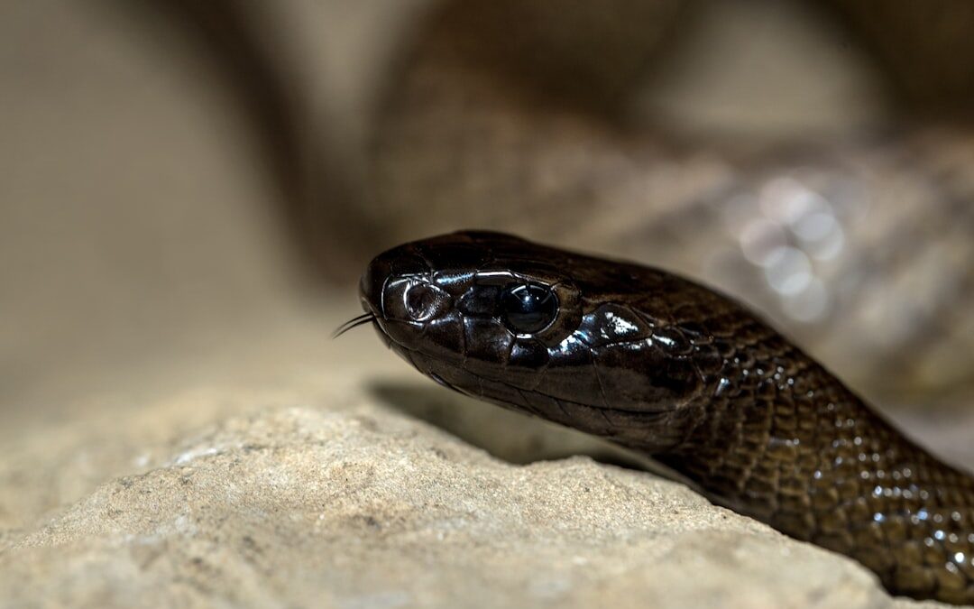 Photo Snake bite