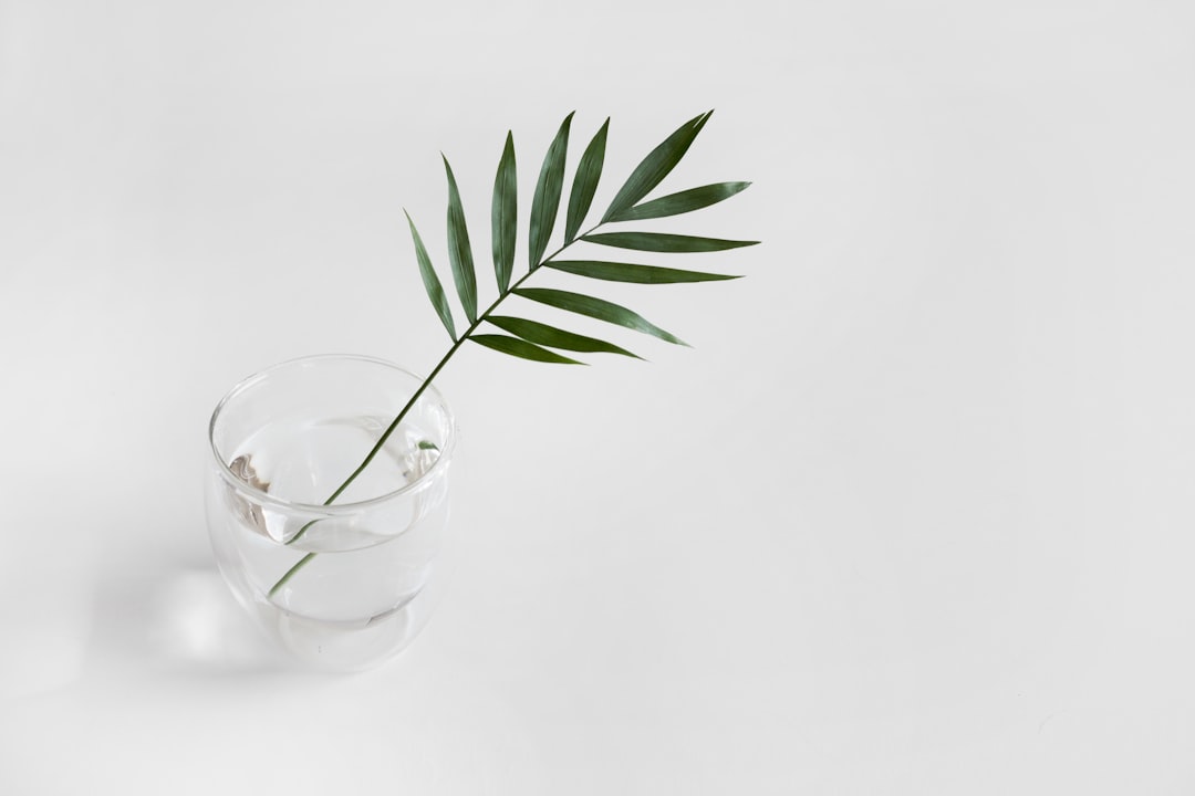 Photo Dehydrated plant