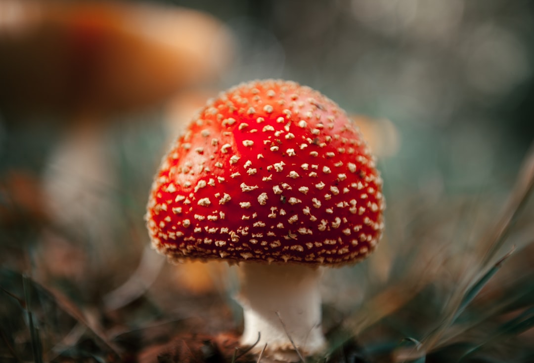 Photo Red dots