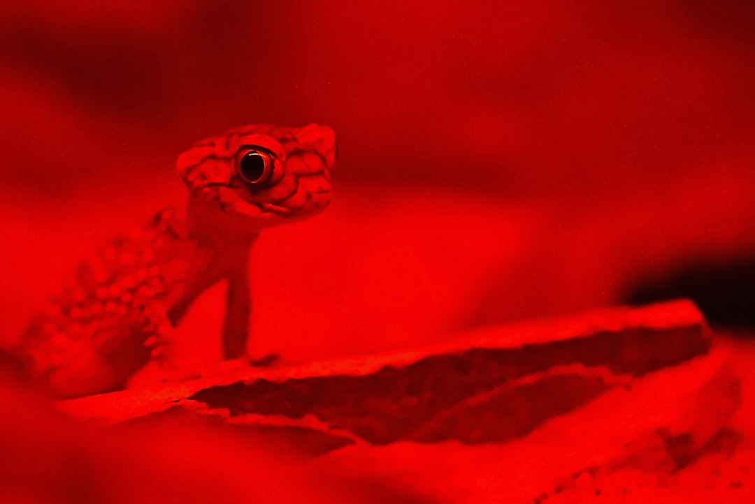 Photo Red rash