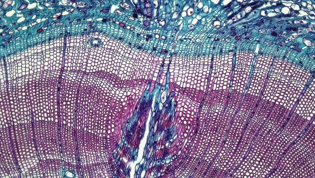 Photo Microscopic view