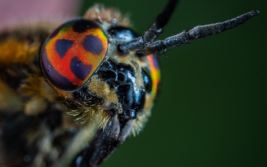 Photo Insect repellent