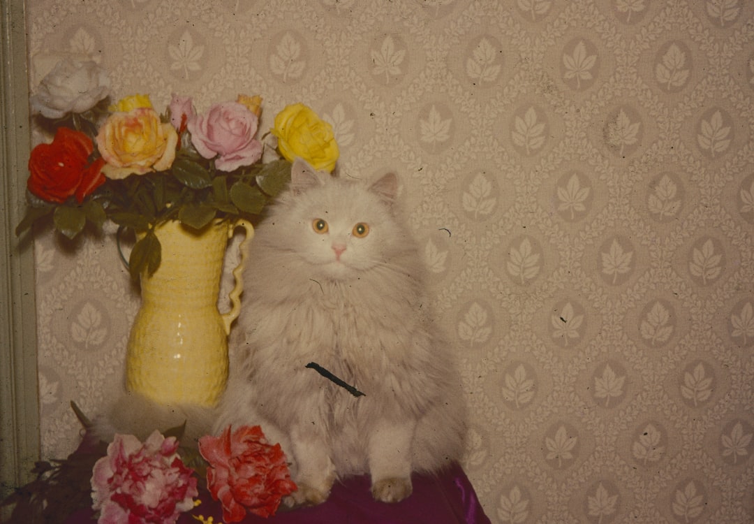 Photo PET scan