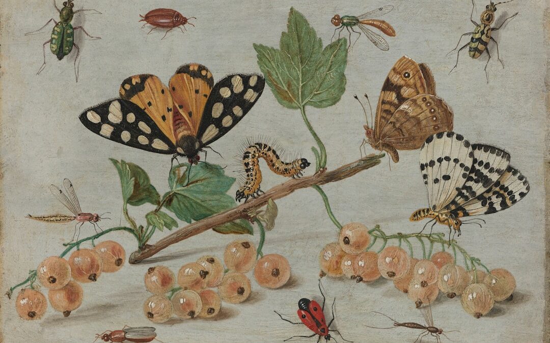 Photo Butterfly illustration