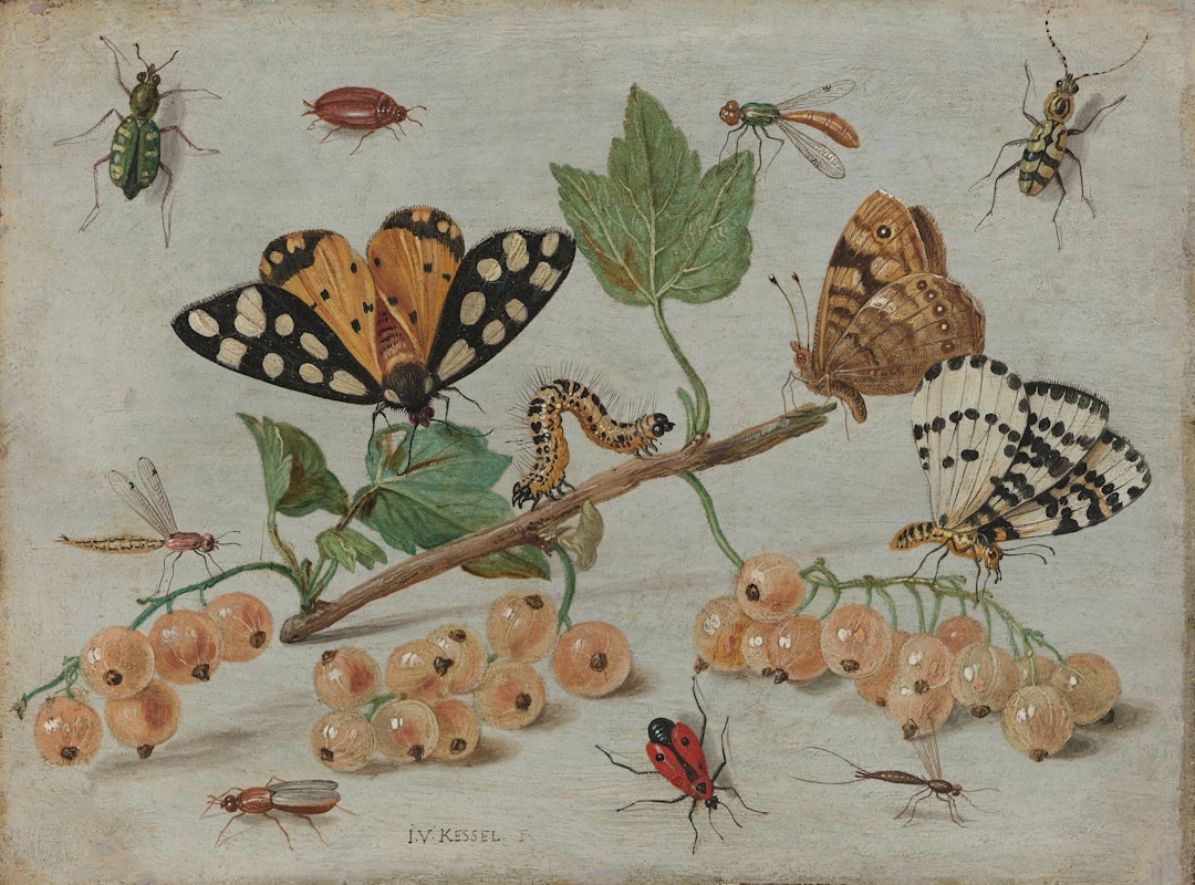 Photo Butterfly illustration