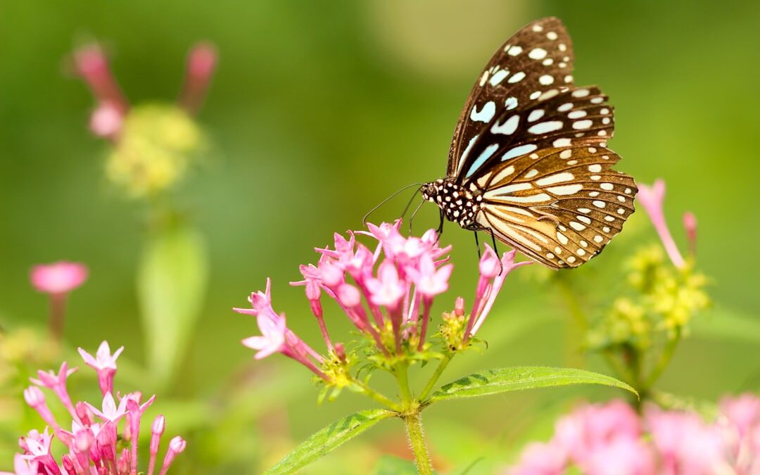 Photo Butterfly rash