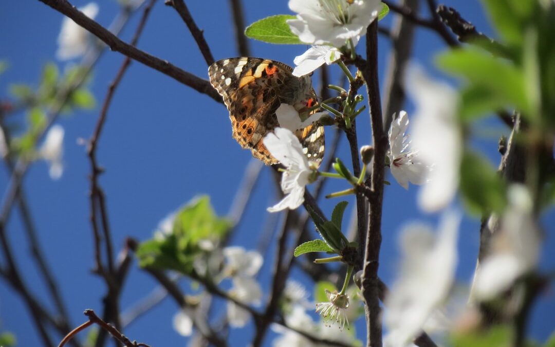 Photo Butterfly sky