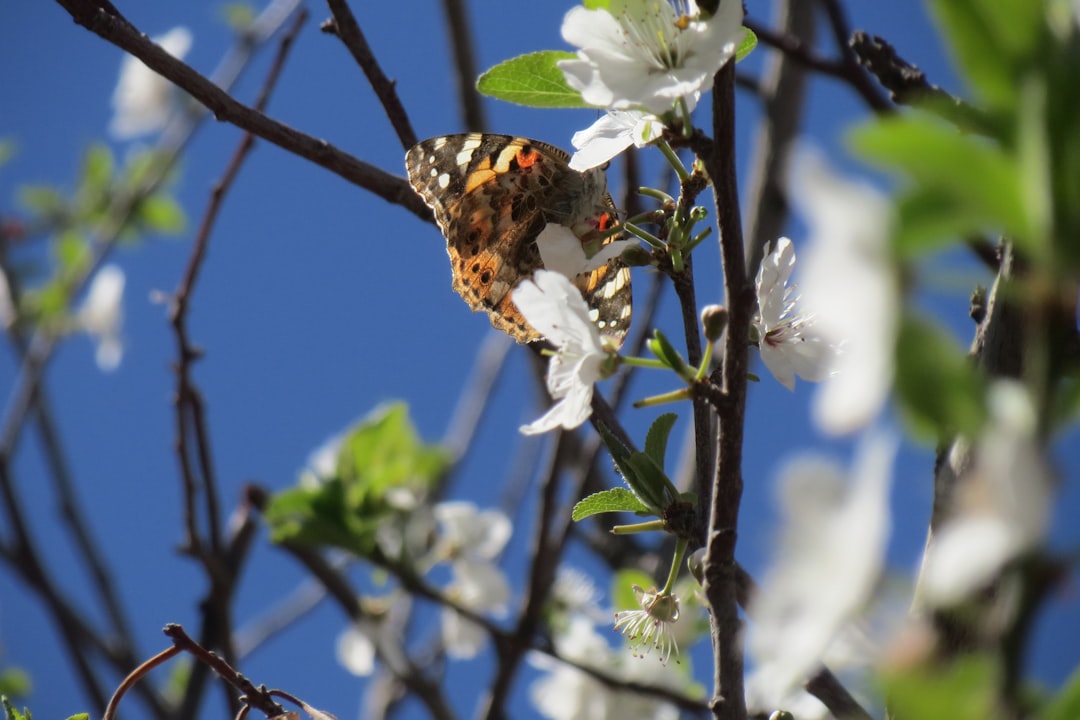 Photo Butterfly sky