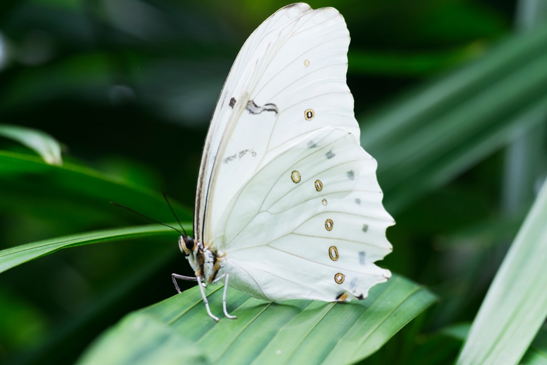 Photo Butterfly wings