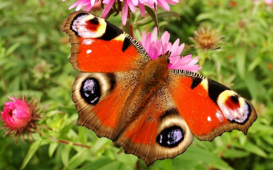 Photo Butterfly net