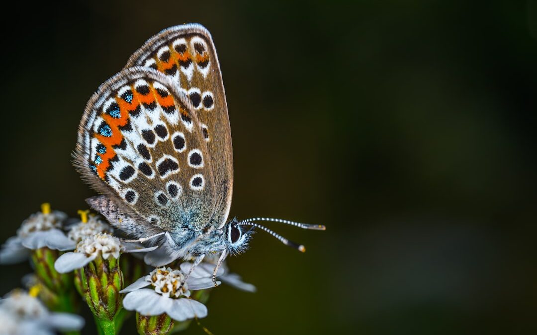 Photo Butterfly lifespan