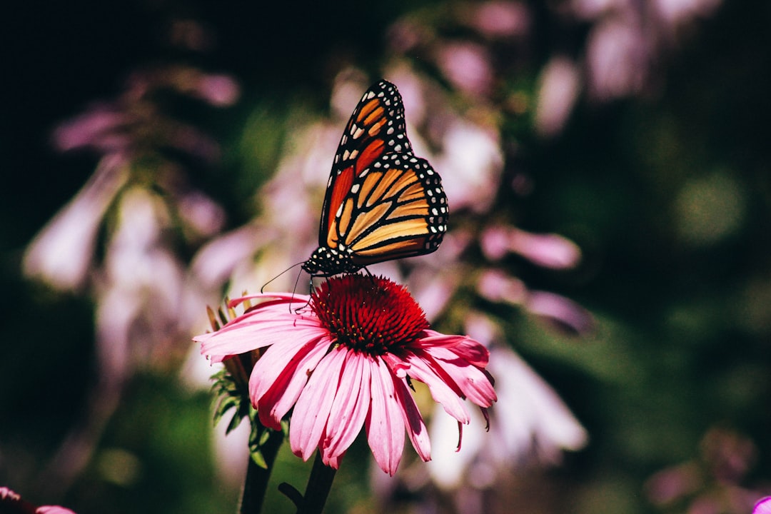 Photo Butterfly wings