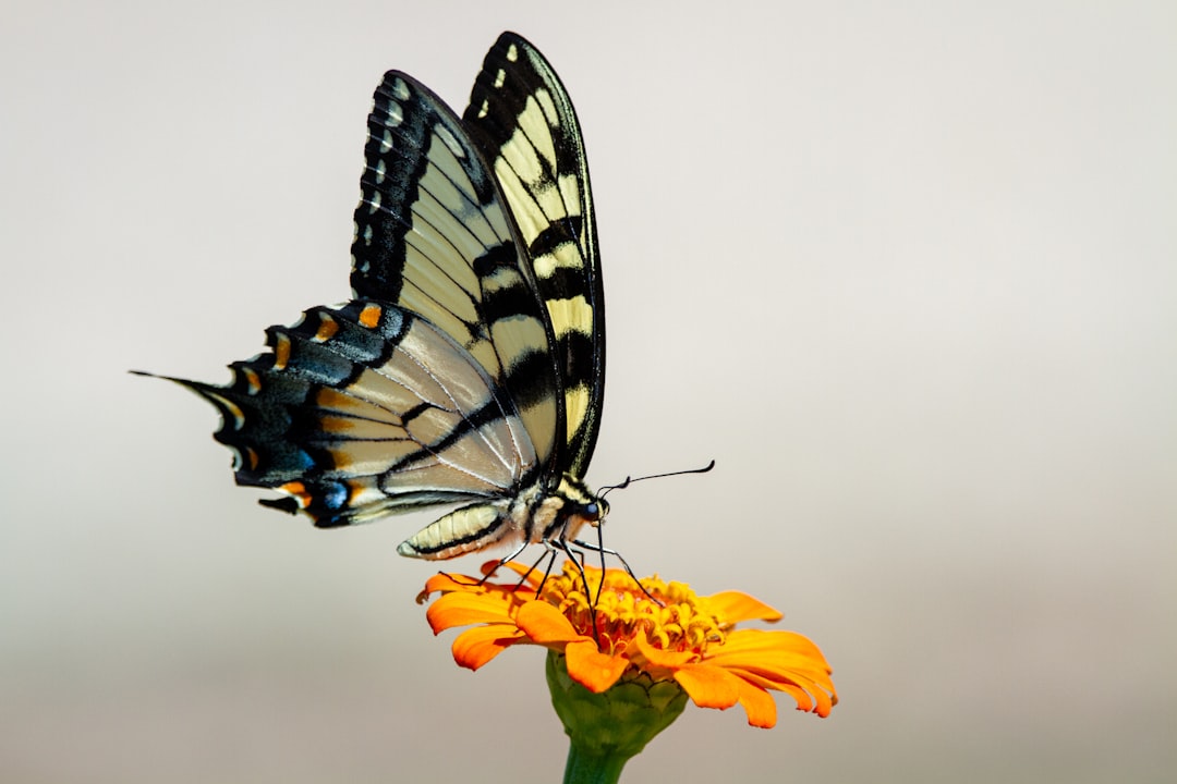 Photo Butterfly on flower