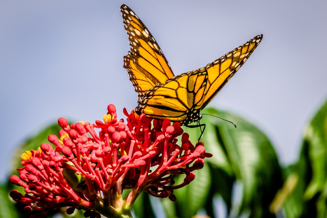 Photo Butterfly garden