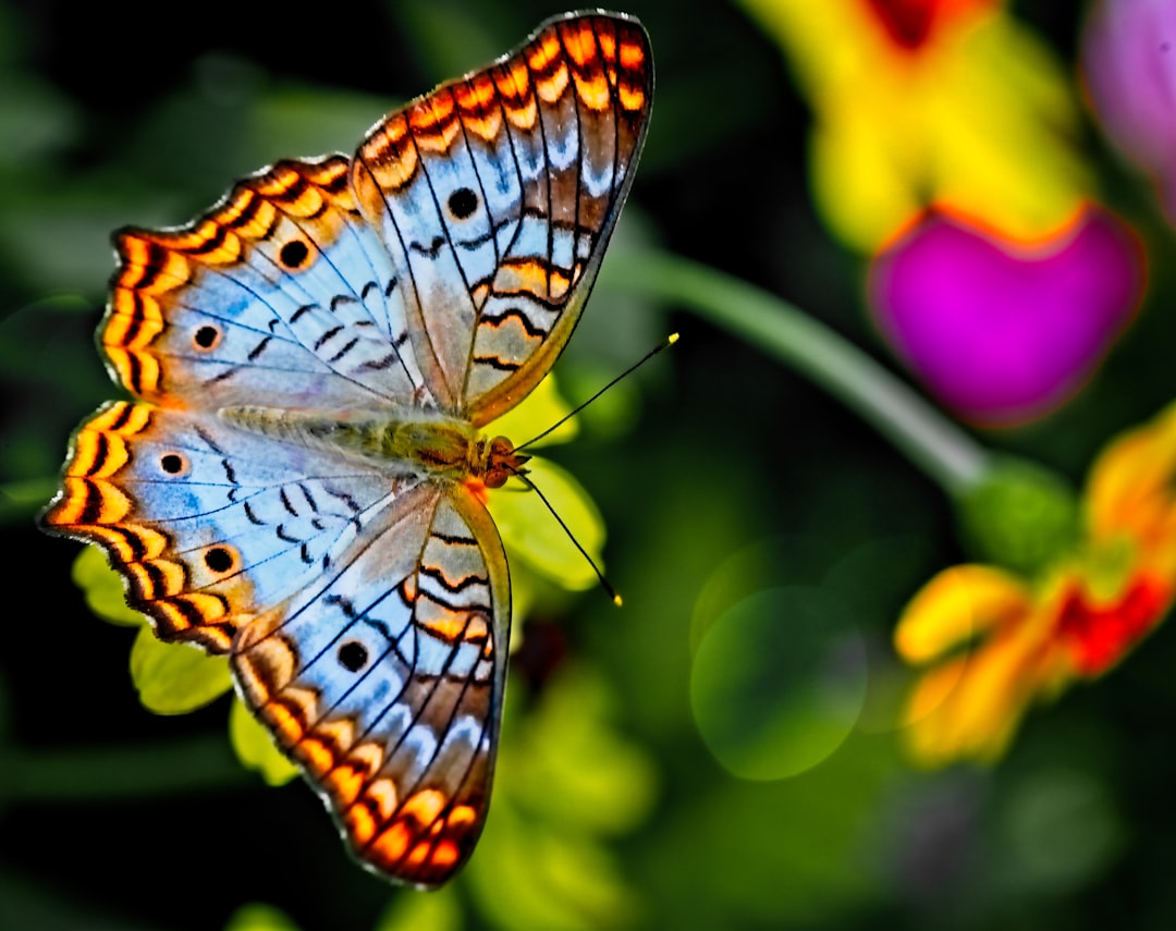 Photo Insect repellent