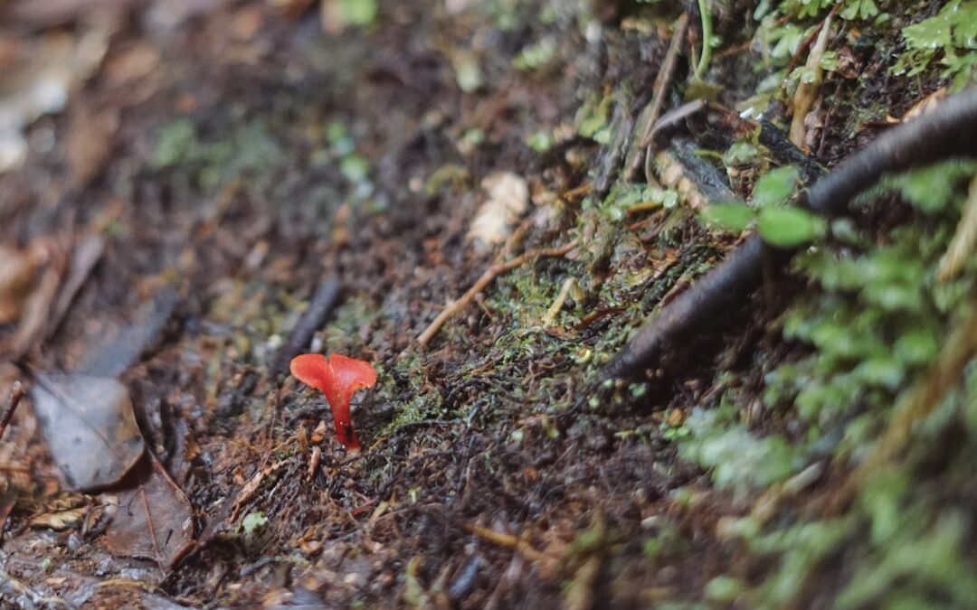 Photo Nail fungus