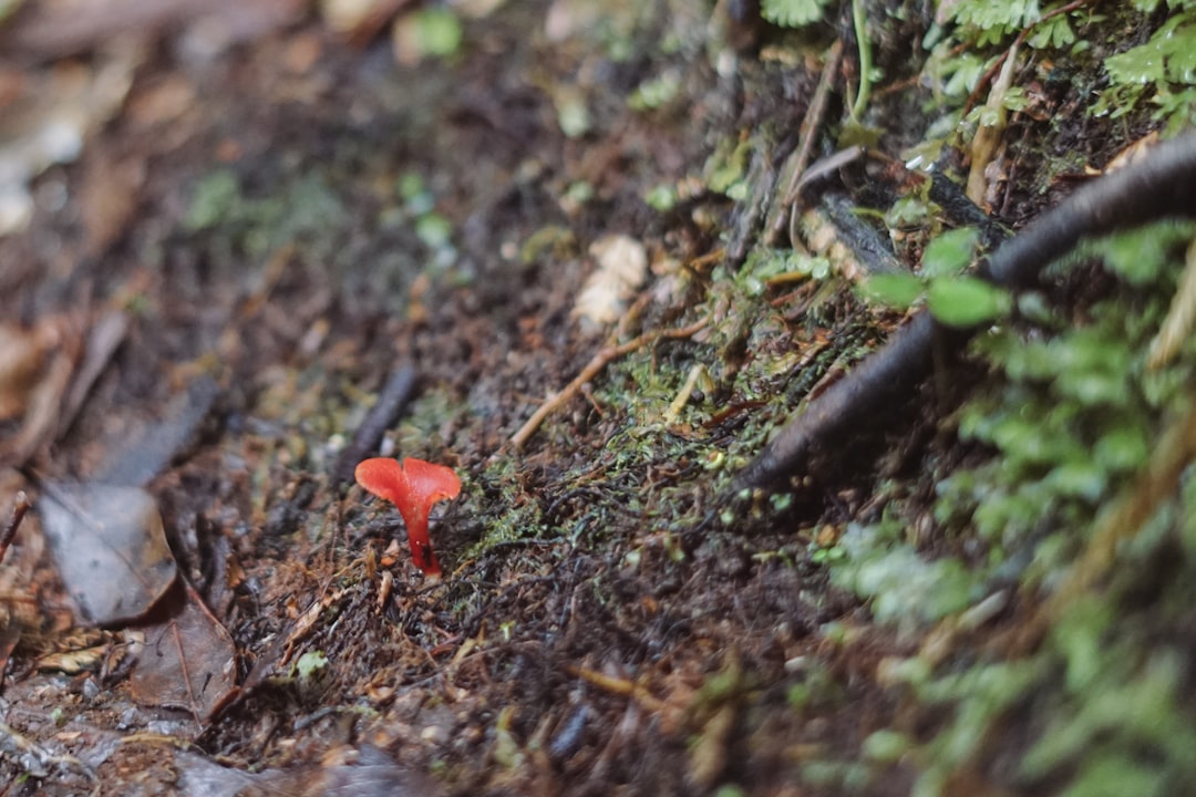 Photo Nail fungus