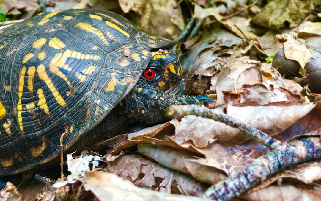 Photo Red eyes