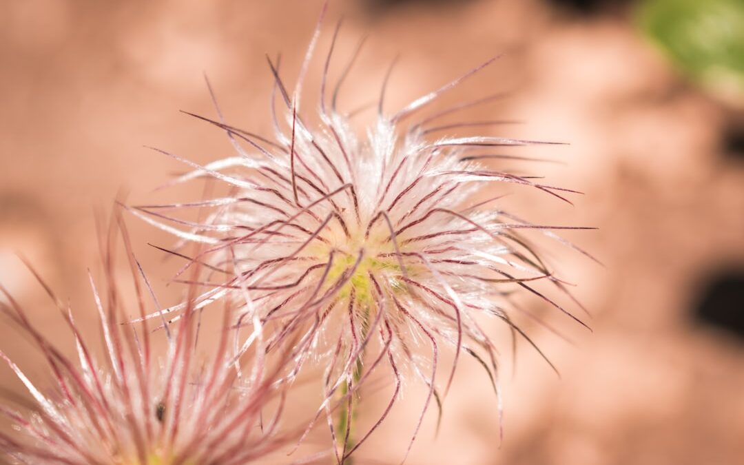 Photo Herbal remedies