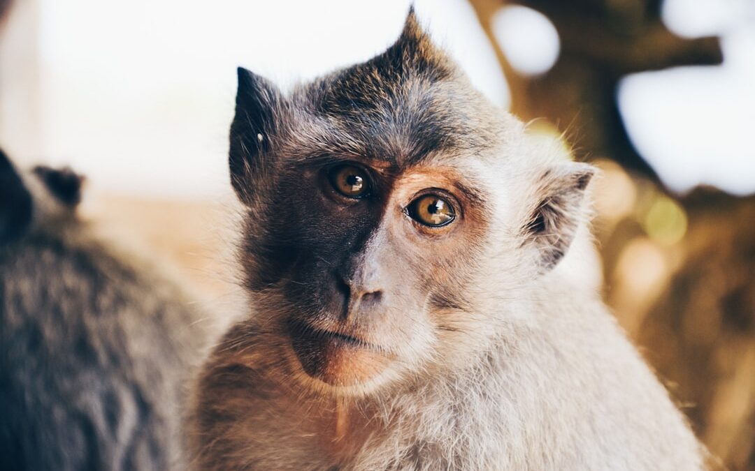 Photo Infected monkey