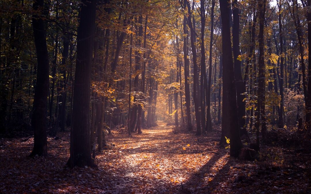 Photo Quiet forest
