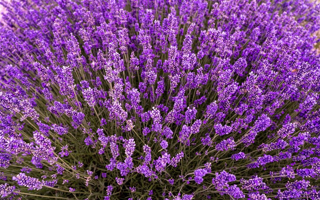 Photo Herbal remedies
