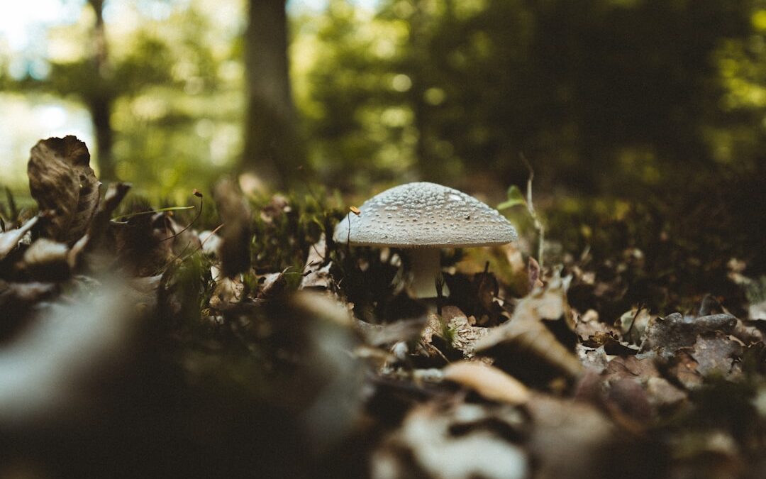 Photo Poisonous mushrooms