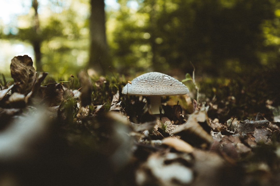 Photo Poisonous mushrooms