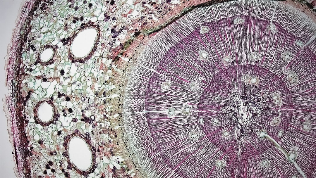 Photo Microscopic view