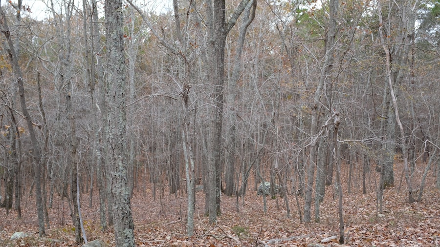 Photo Fordyce spots