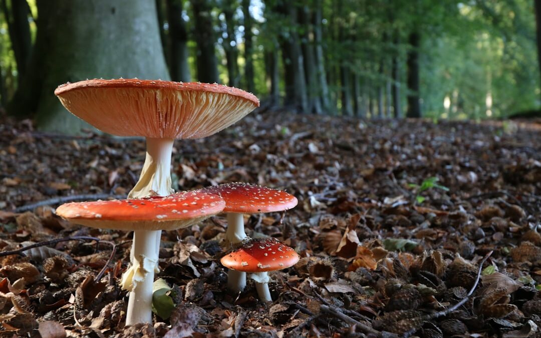 Photo Mushroom extract